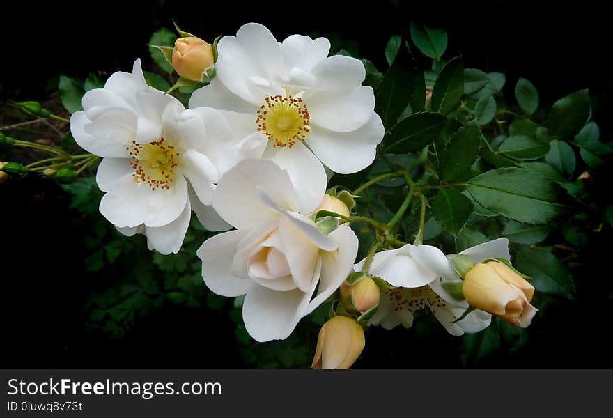 Flower, Rose Family, Rose, Flowering Plant