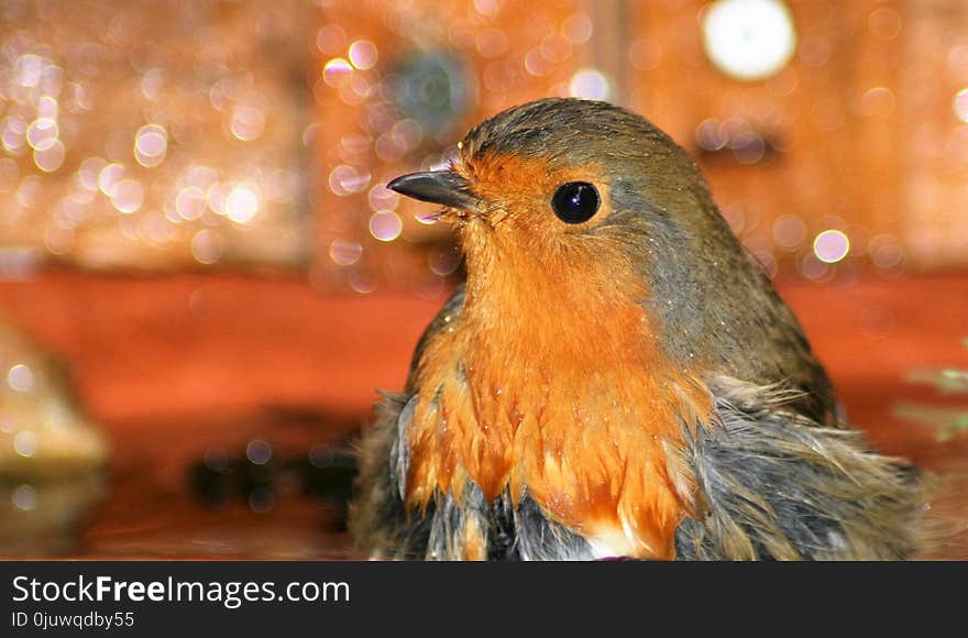 Bird, European Robin, Beak, Fauna