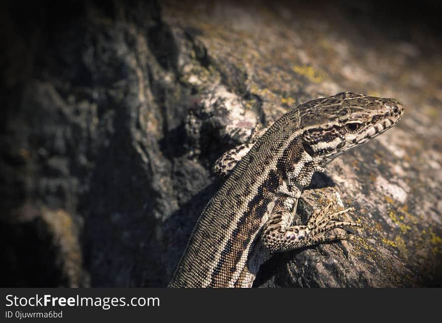 Reptile, Scaled Reptile, Fauna, Lizard