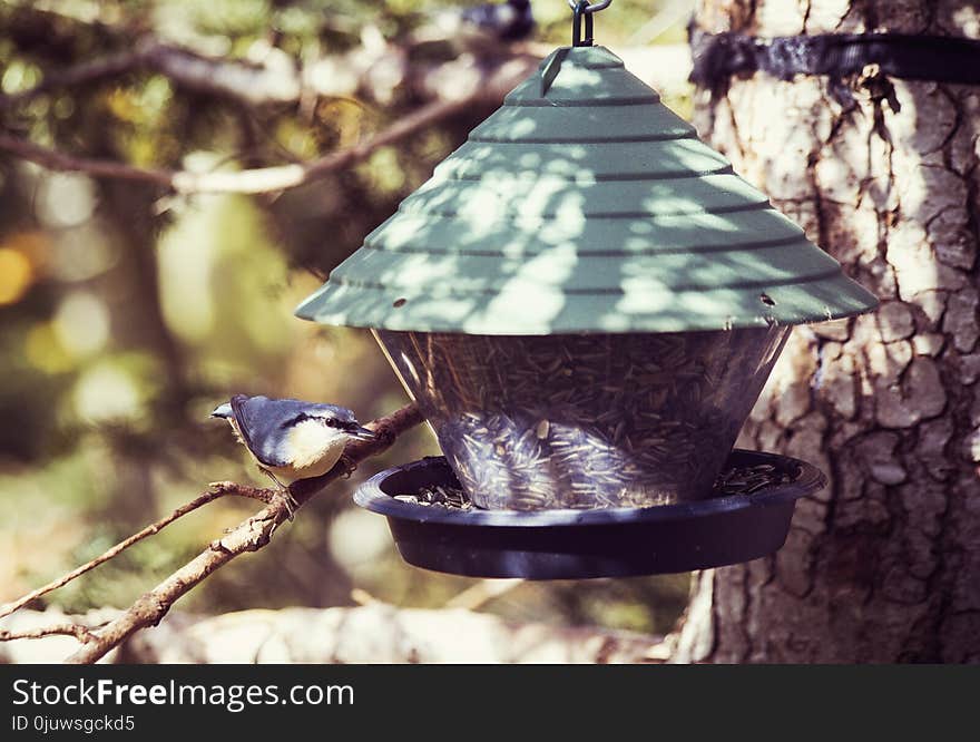 Bird Feeder, Bird Food, Bird, Tree