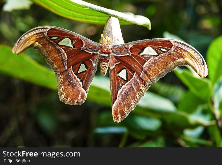 Moths And Butterflies, Insect, Butterfly, Moth