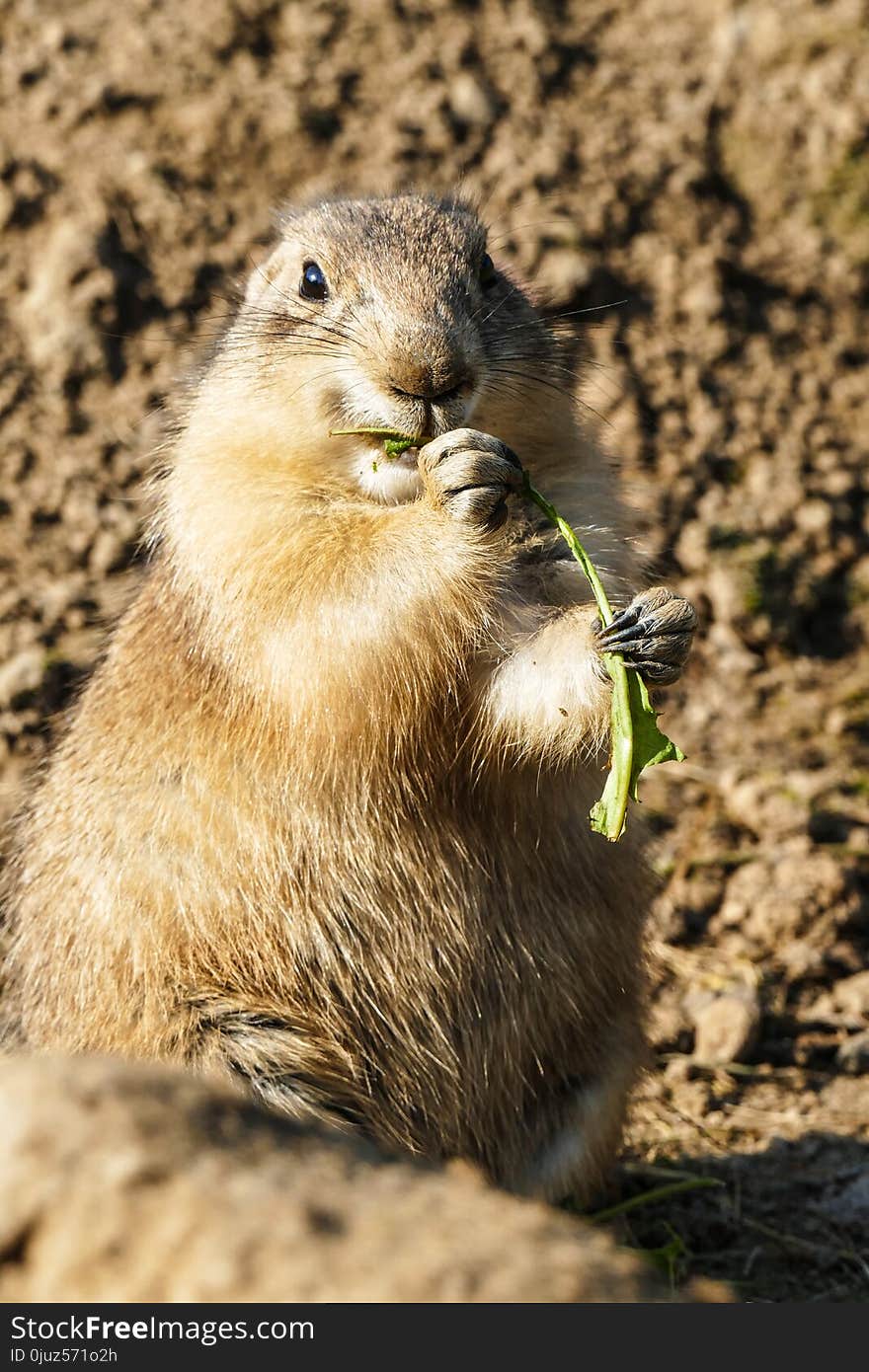 Prairie Dog, Mammal, Fauna, Squirrel