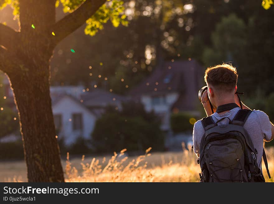 Photograph, Nature, Tree, Light