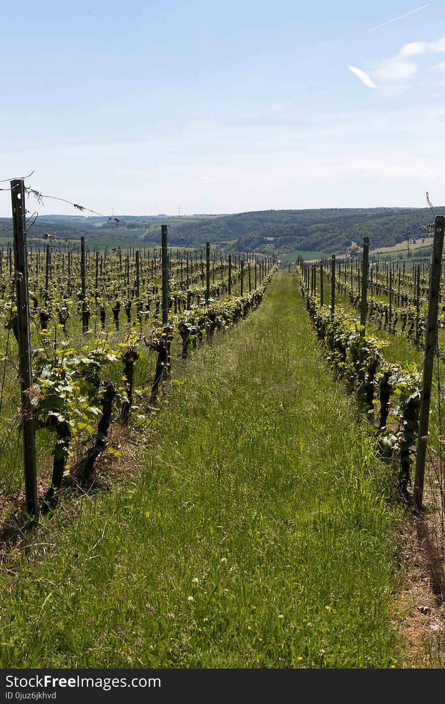 Agriculture, Vineyard, Sky, Tree