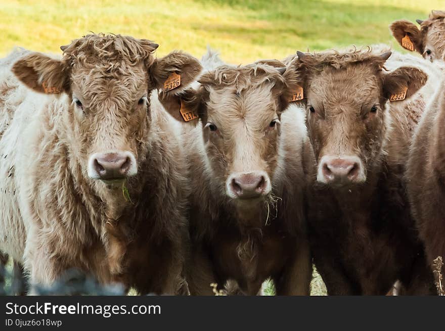 Cattle Like Mammal, Cow Goat Family, Horn, Herd