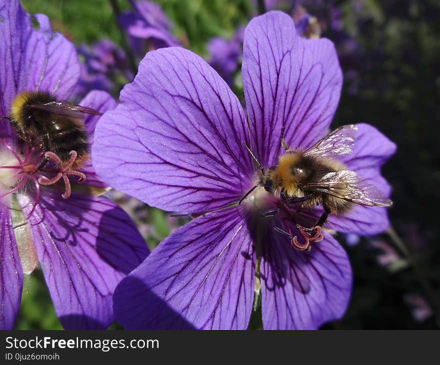 Flower, Bee, Honey Bee, Purple