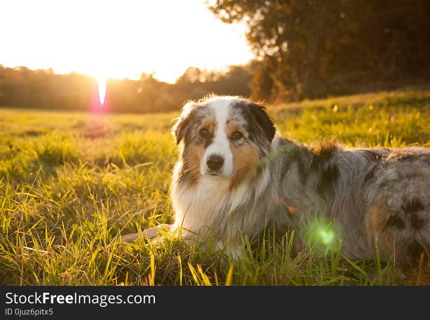 Dog, Dog Breed, Grass, Dog Like Mammal