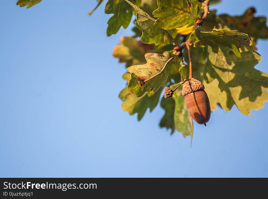 Leaf, Sky, Branch, Tree