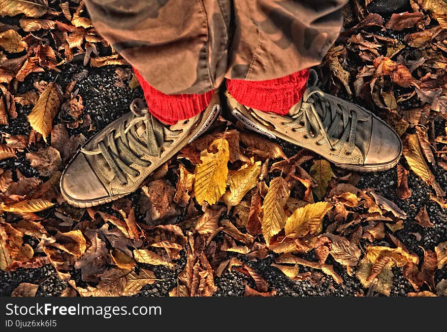 Leaf, Soil, Autumn, Scrap