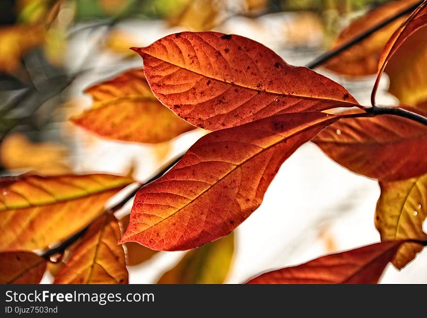 Leaf, Autumn, Deciduous, Computer Wallpaper