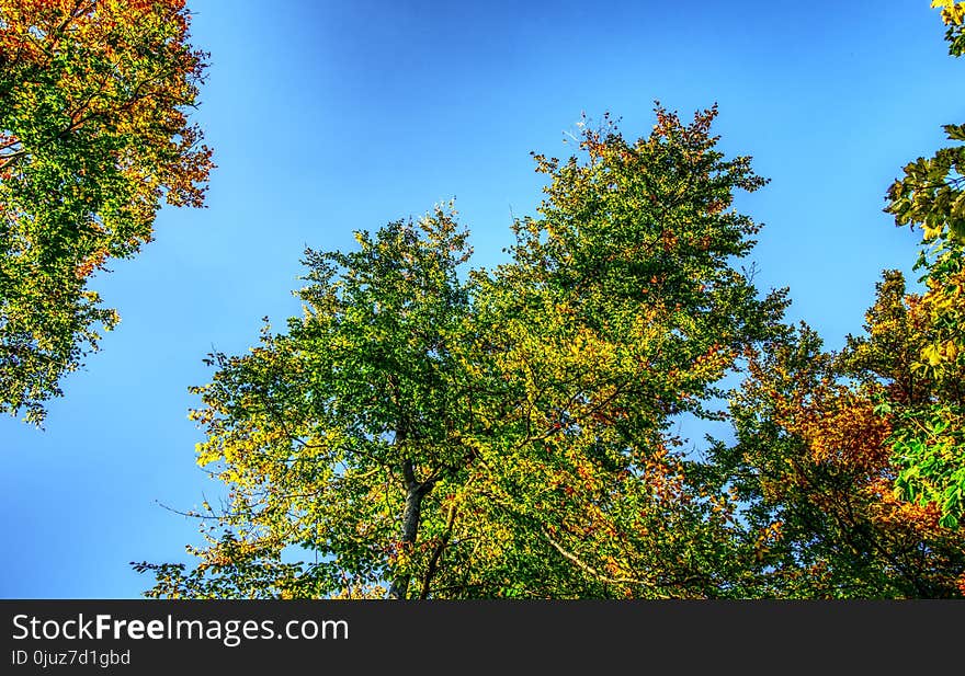 Sky, Tree, Leaf, Nature