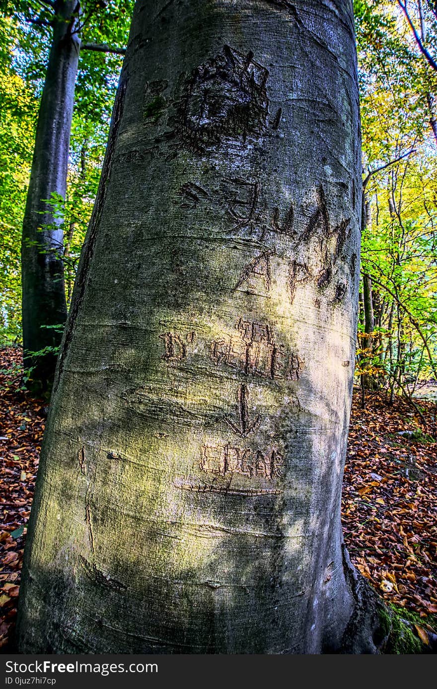 Tree, Woody Plant, Woodland, Trunk