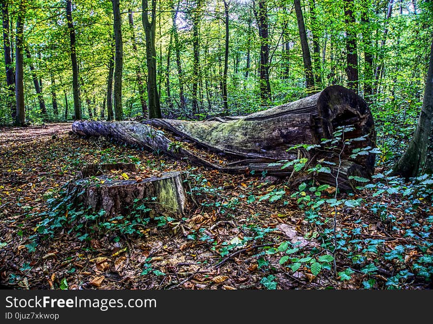 Woodland, Tree, Forest, Nature Reserve