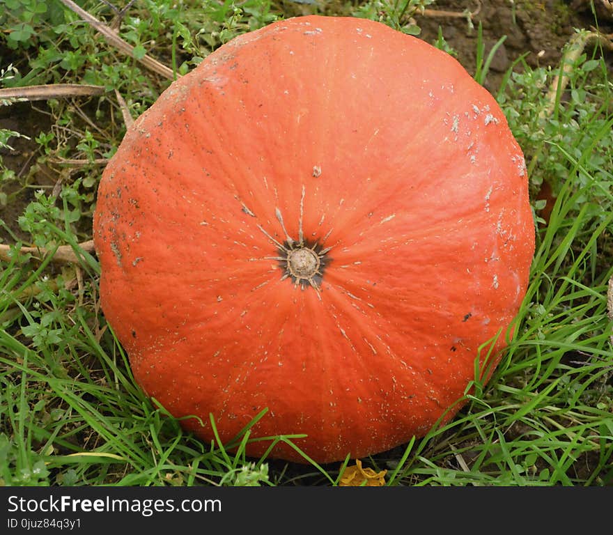 Winter Squash, Cucurbita, Orange, Calabaza