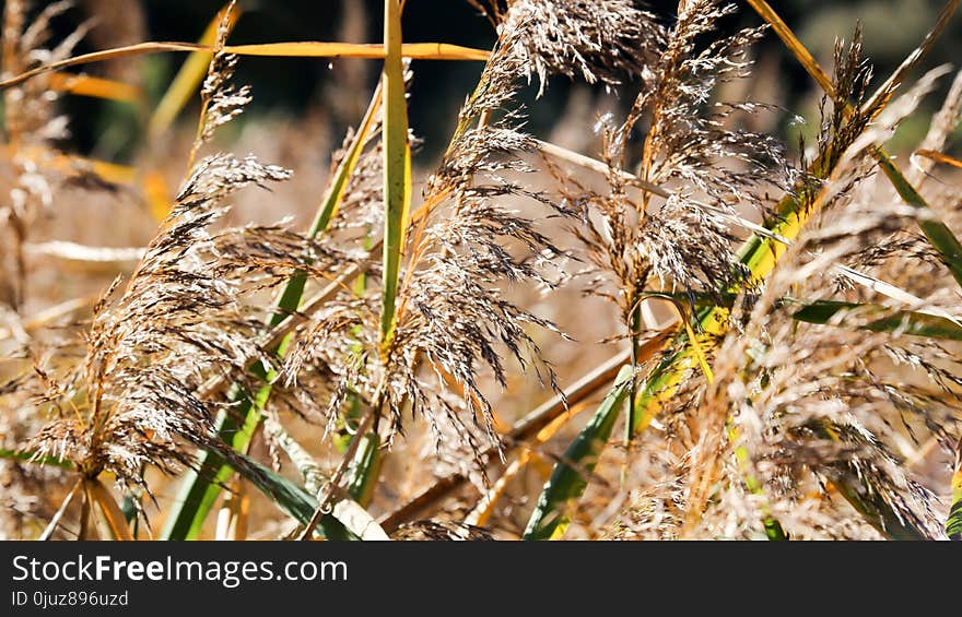 Grass Family, Grass, Close Up, Phragmites