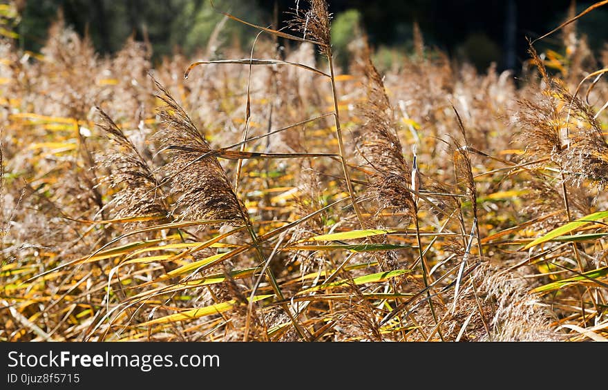 Ecosystem, Grass, Grass Family, Plant