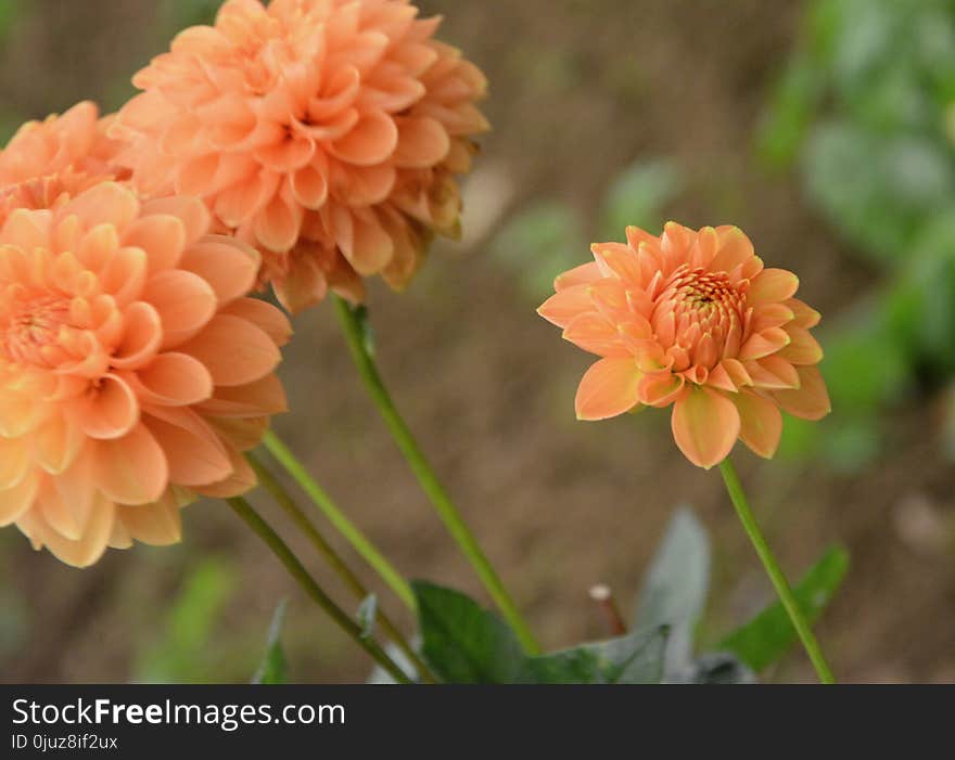 Flower, Flowering Plant, Dahlia, Plant