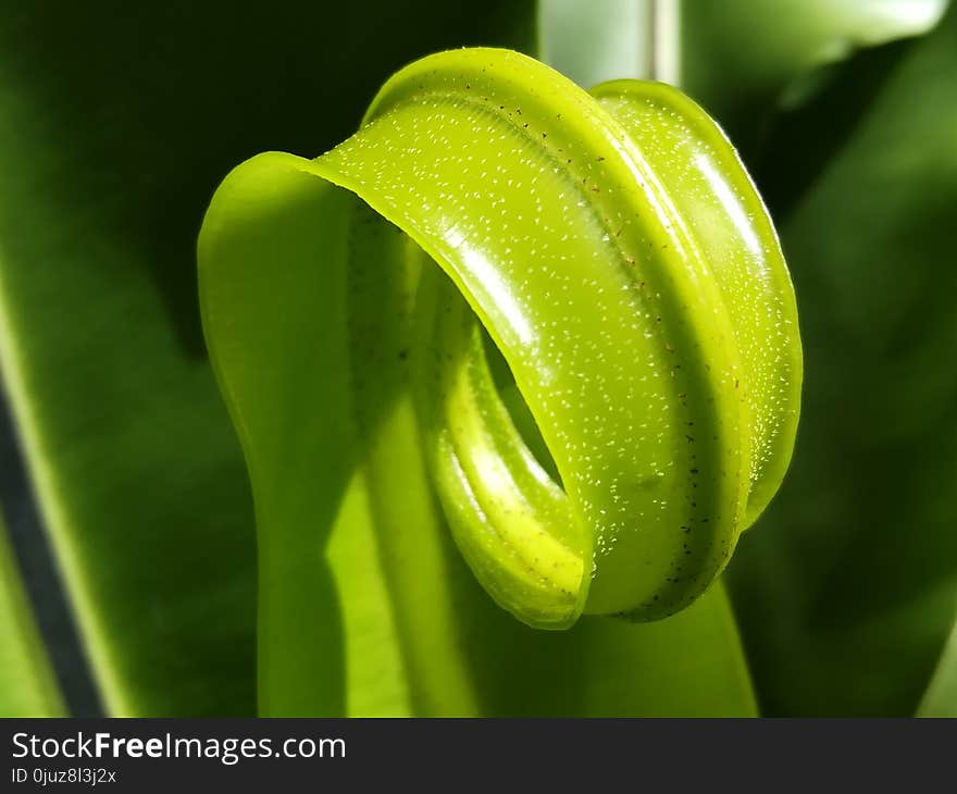 Flora, Close Up, Plant, Macro Photography