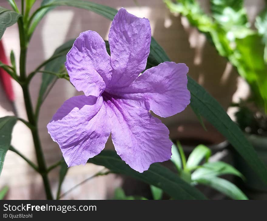 Flower, Flora, Plant, Purple