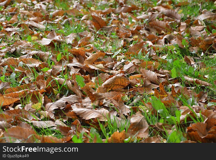 Leaf, Deciduous, Grass, Autumn