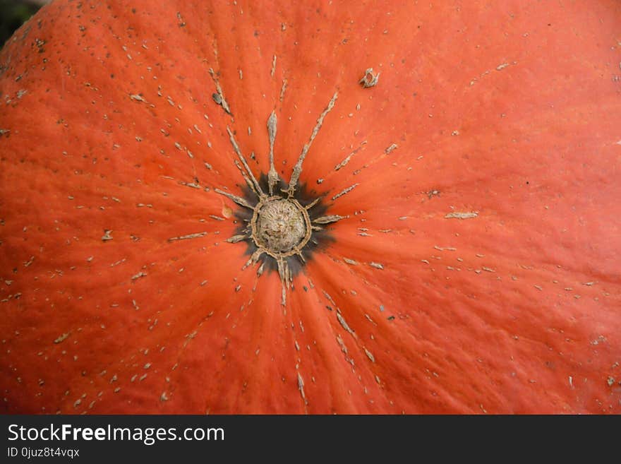 Flower, Orange, Close Up, Macro Photography