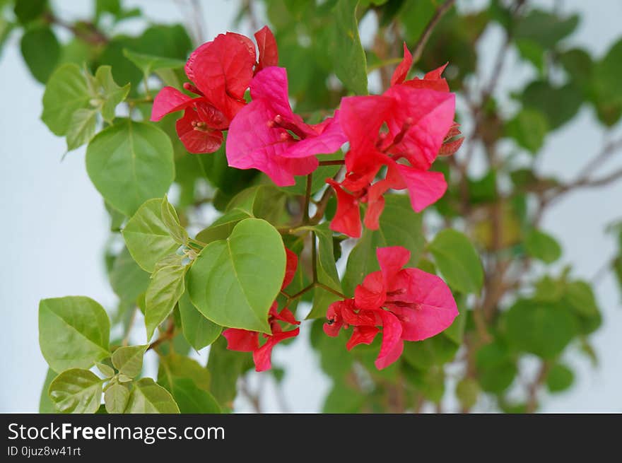 Flower, Plant, Pink, Flora