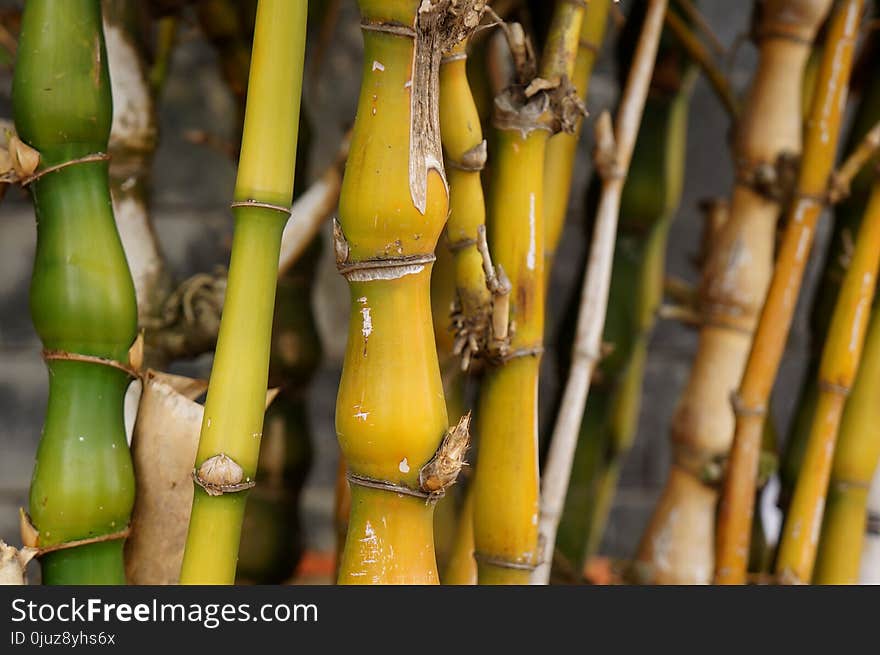 Bamboo, Banana, Plant Stem, Grass Family