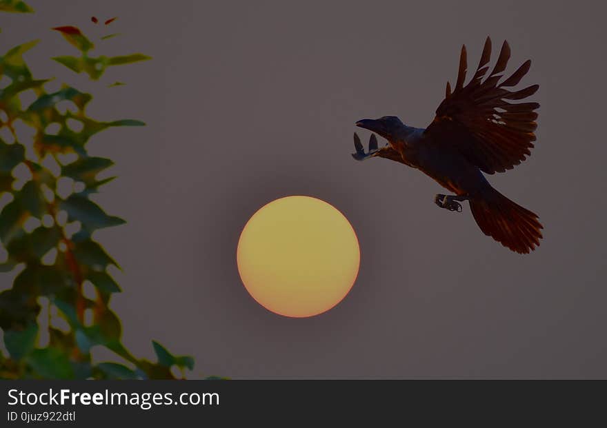 Fauna, Beak, Bird, Sky