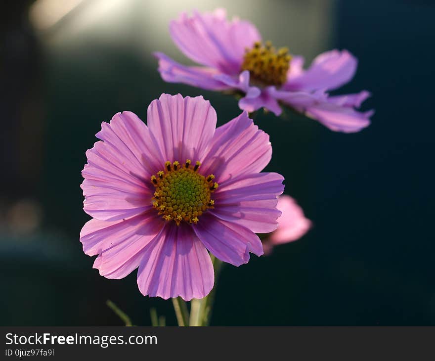 Flower, Flora, Purple, Garden Cosmos