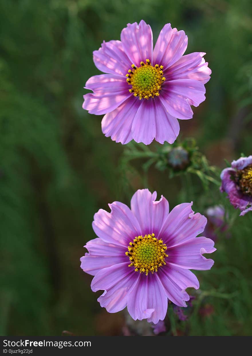 Flower, Aster, Purple, Garden Cosmos