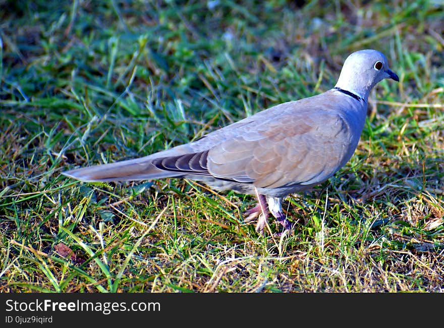 Bird, Pigeons And Doves, Fauna, Stock Dove