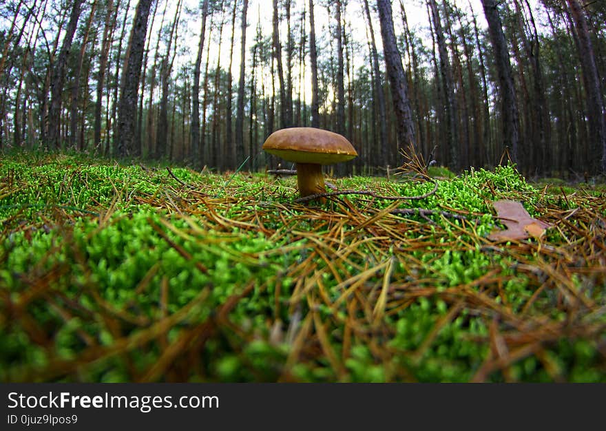 Ecosystem, Vegetation, Nature Reserve, Fungus