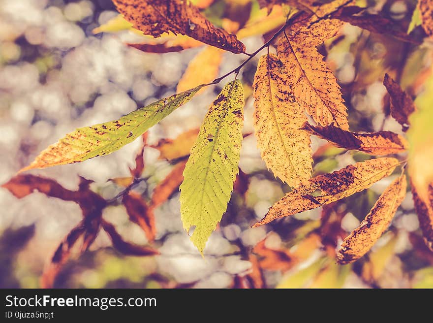 Leaf, Autumn, Flora, Close Up