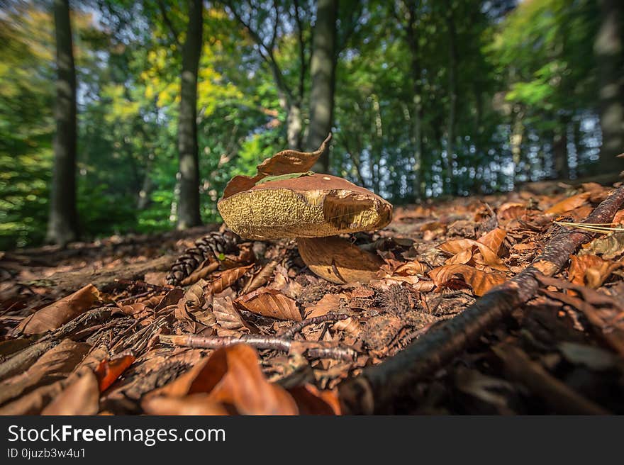 Ecosystem, Leaf, Fungus, Tree