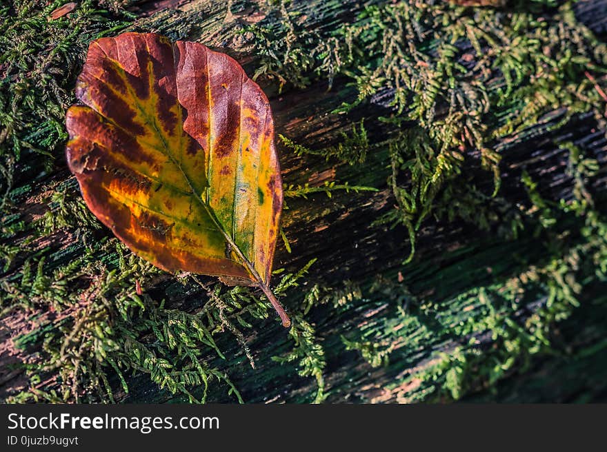 Leaf, Plant, Autumn, Deciduous