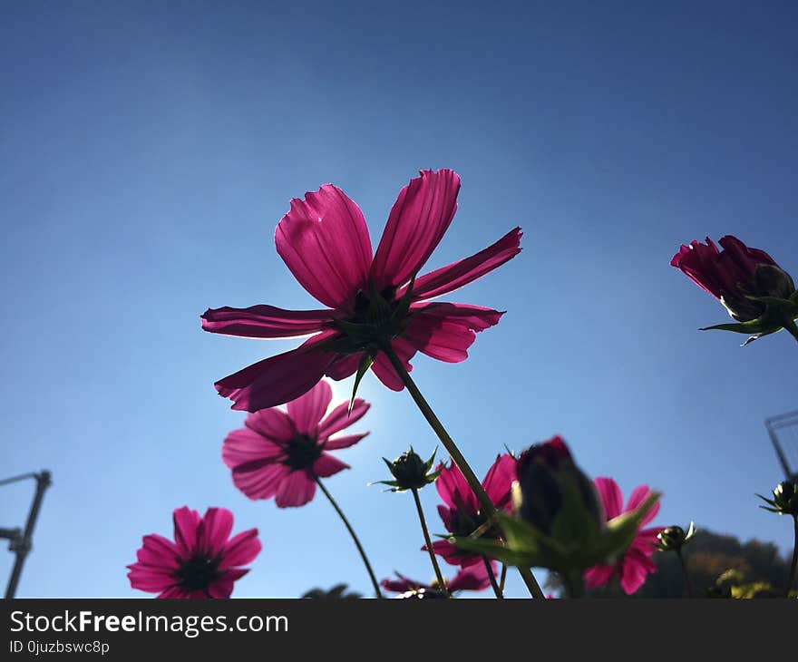 Flower, Sky, Pink, Flora