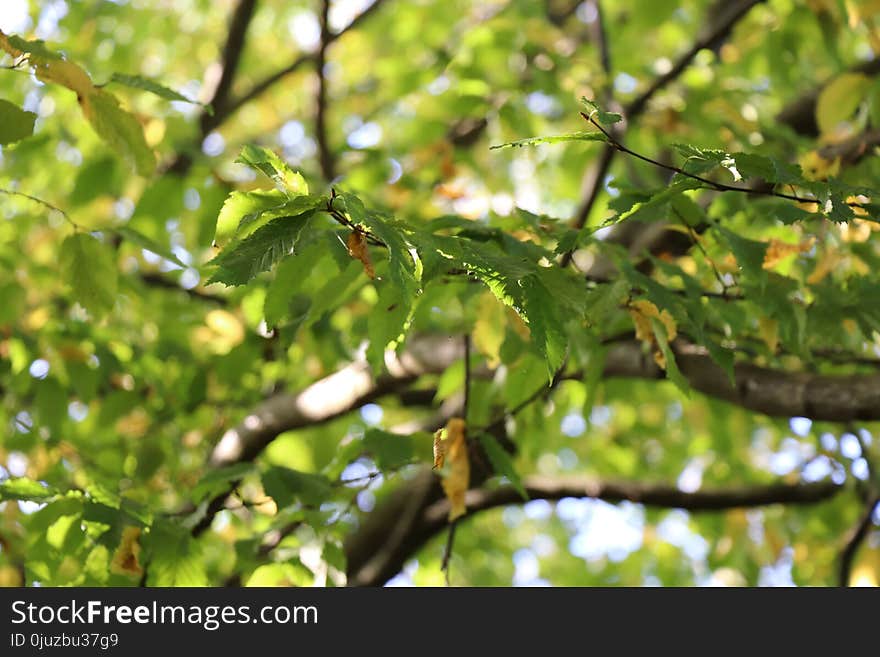 Branch, Vegetation, Tree, Leaf