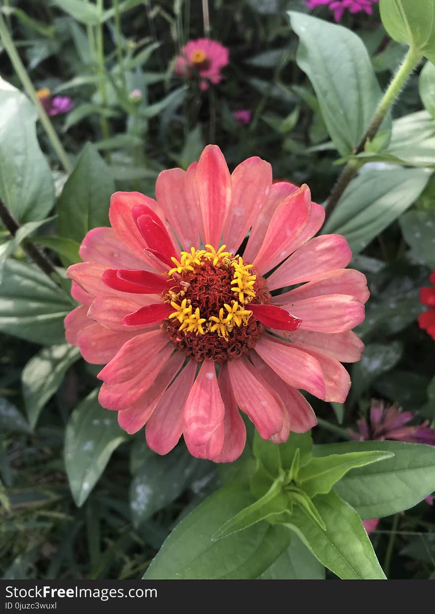 Flower, Plant, Flora, Marguerite Daisy