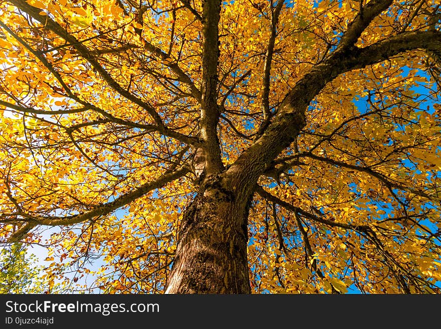 Tree, Nature, Branch, Autumn