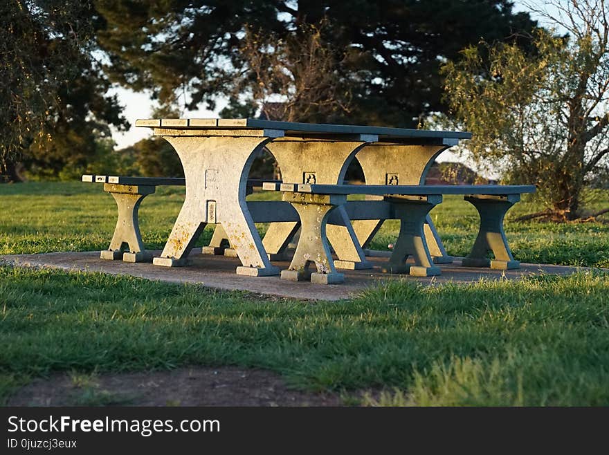 Furniture, Bench, Grass, Tree