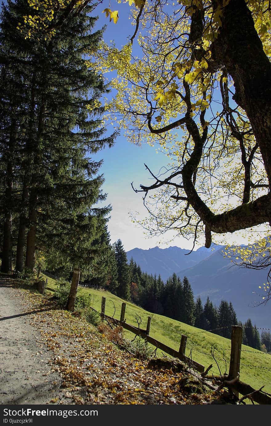 Nature, Tree, Leaf, Sky