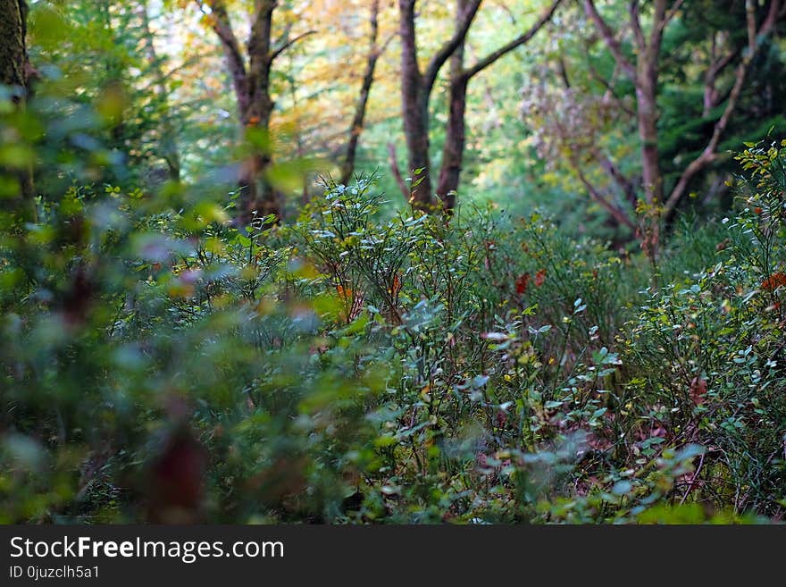 Vegetation, Woodland, Nature, Ecosystem