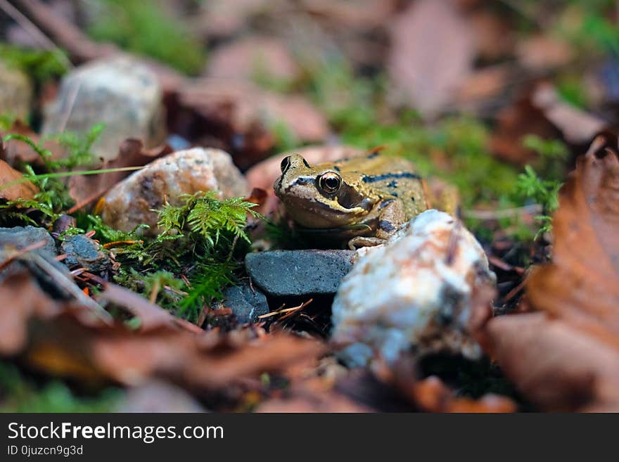 Ecosystem, Amphibian, Fauna, Toad