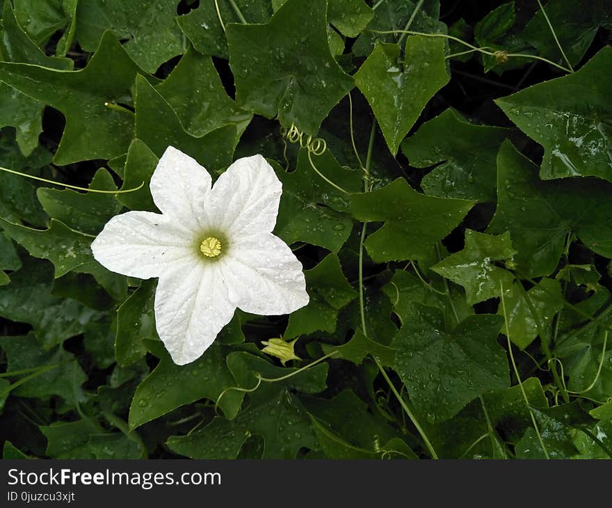 Flora, Plant, Flower, Leaf