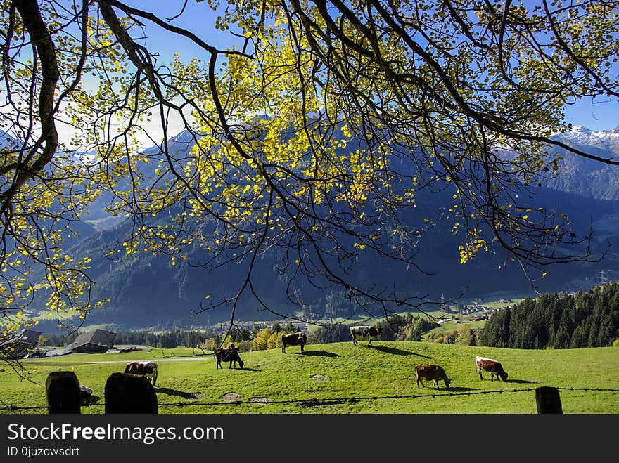 Nature, Tree, Grassland, Leaf