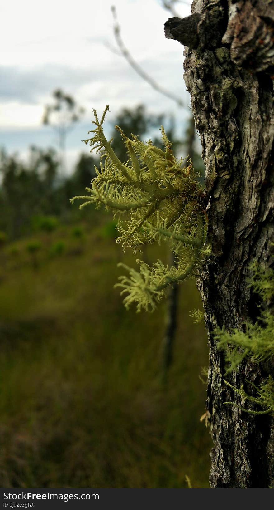 Tree, Vegetation, Branch, Trunk