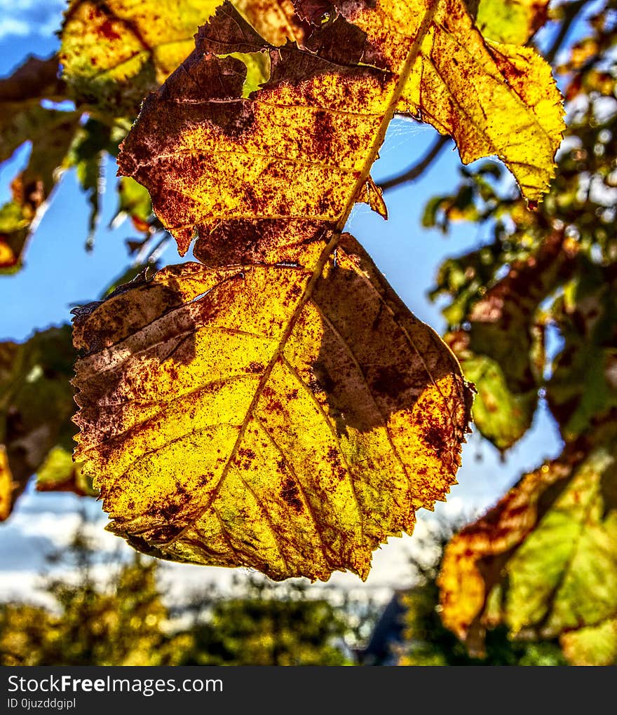 Leaf, Yellow, Autumn, Deciduous