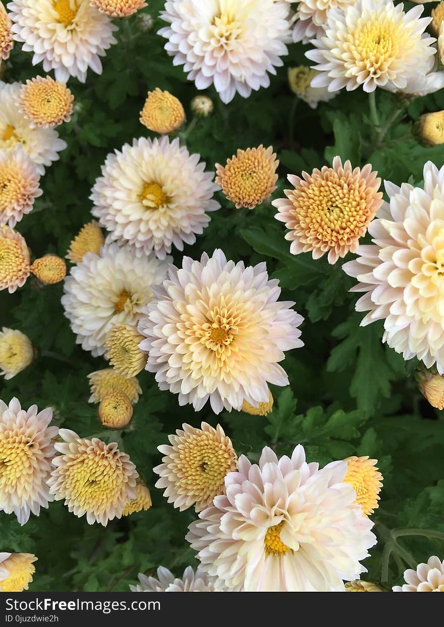 Flower, Plant, Tanacetum Parthenium, Marguerite Daisy