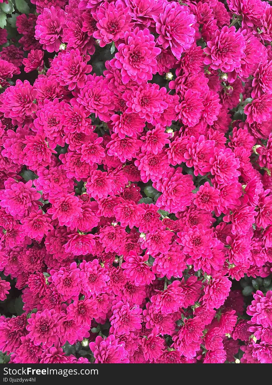 Flower, Pink, Plant, Flowering Plant