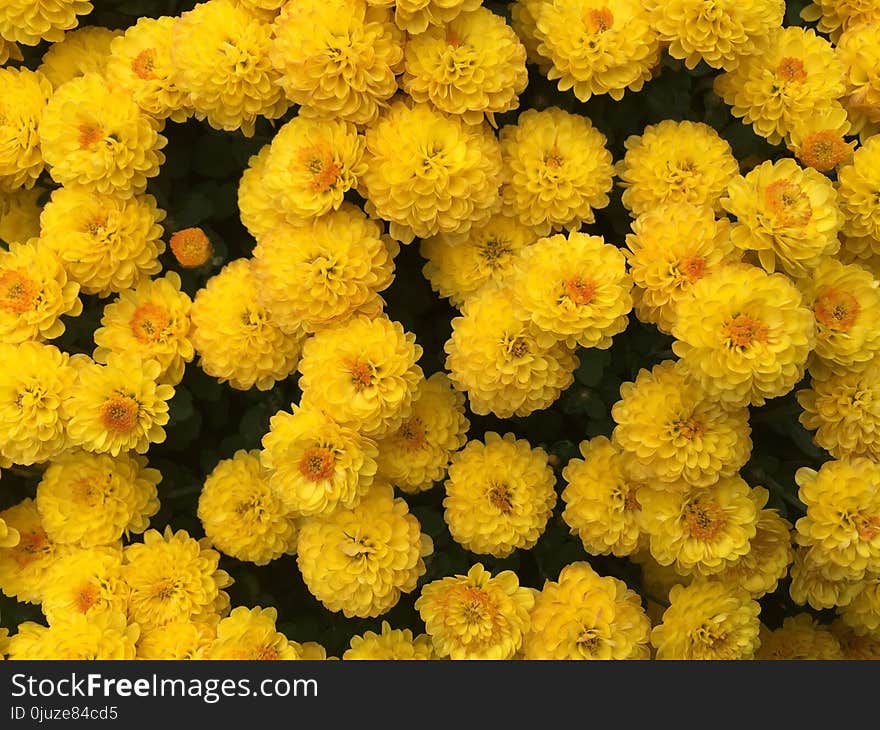 Flower, Yellow, Chrysanths, Annual Plant